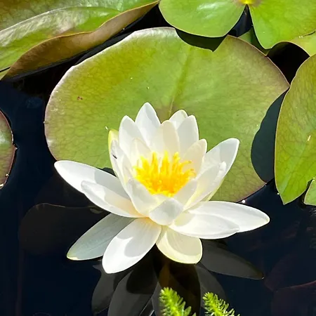 Luci Nel Bosco 住宿加早餐酒店