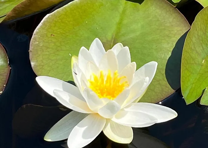 Luci Nel Bosco לינה וארוחת בוקר